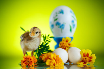 little chick with daisies