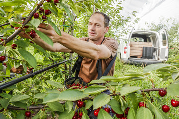 Working in the cherry orchard. Farmer plucks ripe cherries.