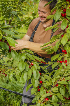 Working in the cherry orchard. Farmer plucks ripe cherries.