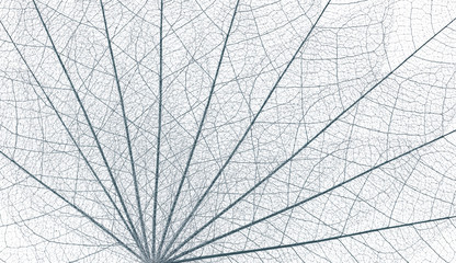 nervures de feuilles mortes en éventail, fond blanc 