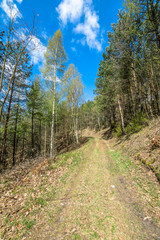 Landscape of road through forest in spring and blue sky