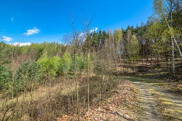 Landscape of road through forest in spring and blue sky