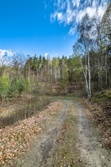 Landscape of road through forest in spring and blue sky