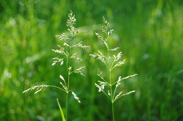 Spring flower, green, greenery. Herb and leaves. Fresh and bright colors.