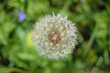 Spring flower, green, greenery. Herb and leaves. Fresh and bright colors. Dandelion, blowball.