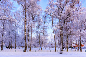 sun in winter forest trees covered with snow