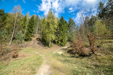 Landscape of road through forest in spring and blue sky