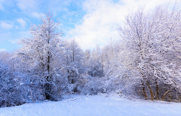 sun in winter forest trees covered with snow
