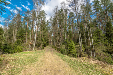 Landscape of road through pine forest in spring sunny day