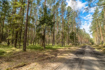 Landscape of road through pine forest in spring sunny day