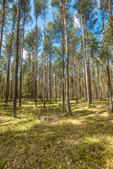 Fototapeta na wymiar Beautiful landscape with pine forest in spring sunny day, Poland
