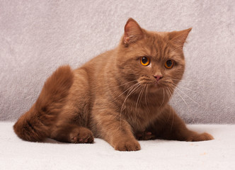 Cat, british short hair, cinnamon color, orange eyes