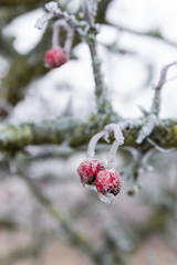 Frozen berries on a hawthorn.
Layer of frost on the beautiful red berry.
