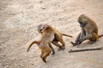 Monkey Fight Zoo