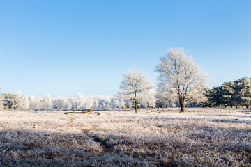 With hoarfrost covered trees in a winter landscape.
Magnificent panorama with frost covered trees in a sunny winter landscape.
If you look closely you can even see the run Konik horses.
