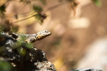 Closeup of a lizzaed sitting on a stone