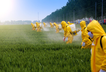 farmers sprying pesticide in wheat field wearing protective clothing - obrazy, fototapety, plakaty