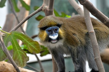 Germany Zoo Monkey Nature