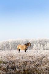 Naklejka premium Horse in a winter landscape. Picture taken on a sunny winter morning. Entire landscape is covered with frost, causing the horse comes out beautifully against the white area.