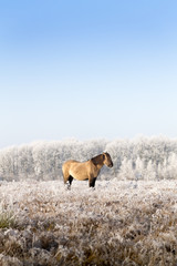 Horse in a winter landscape.
Picture taken on a sunny winter morning.
Entire landscape is covered with frost, causing the horse comes out beautifully against the white area.