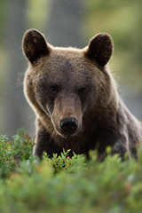 European brown bear face portrait with blueberries in a forest