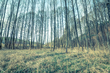 Landscape of forest in spring with thin tree trunks