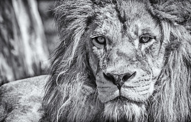 African Lion