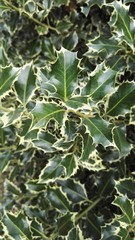 Agrifoglio in primavera