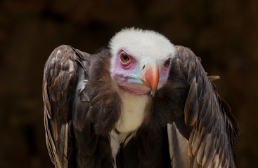 Vautour a tête blanche