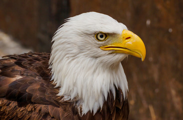 Obraz premium Pygargue a tête blanche