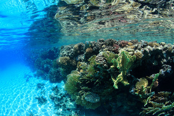 Obraz premium Shallow coral reef