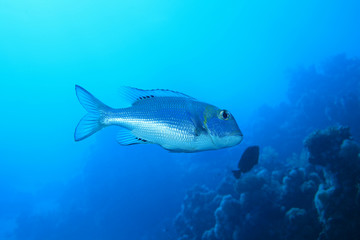 Naklejka premium Bigeye emperor fish
