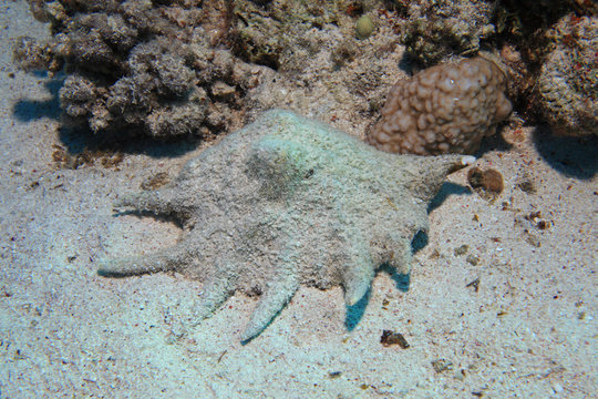 Common spider conch snail
