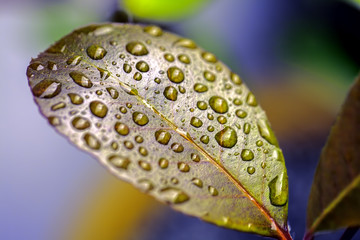 A colourful image of raindrops resting on the surface of a waxy leaf. A metaphor for Zen philosophy and beauty in nature.