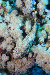 Bearded scorpionfish