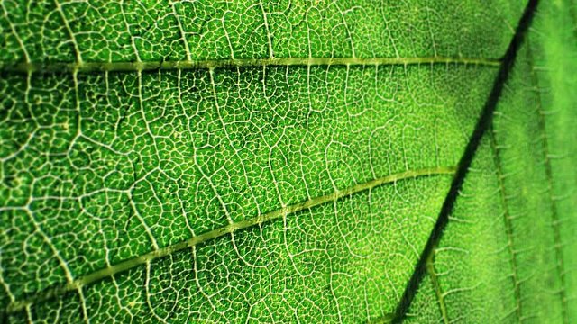 Leaf close up grunge concept