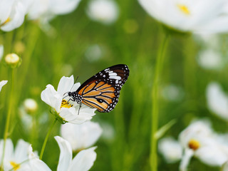 butterfly on white cosmos flowers field