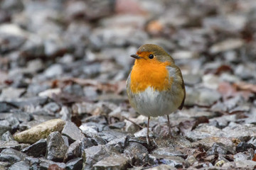 Cute Robin (Erithacus Rubecula)
