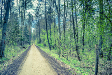 Rural landscape with road in spring forest, fresh green trees, cross process