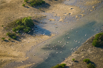 Aerial view to the river with birds