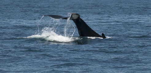 Fototapeta premium Humpback Whale