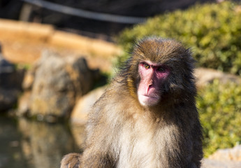 Obraz premium Arashiyama Monkey Park Iwatayama Kyoto, Japan