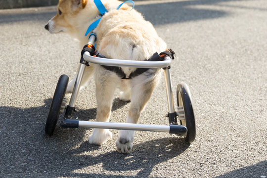 29 Best 短足犬 Images Stock Photos Vectors Adobe Stock 29 Best 短足犬 Images Stock Photos Vectors Adobe Stock