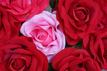  Red and pink roses