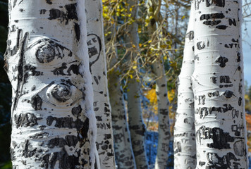 Closeup of quaking aspen trunks and barks