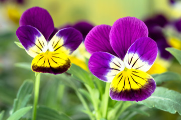 Fototapeta premium Violet pansy flower in the spring garden