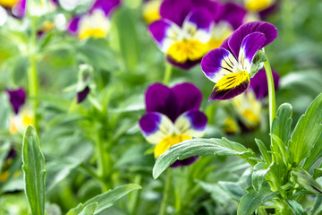 Fleur de pensée violette dans le jardin de printemps