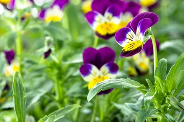 Foto auf Acrylglas Pansies Violet pansy flower in the spring garden
