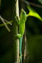 Guadeloupe-Anolis°°°°°