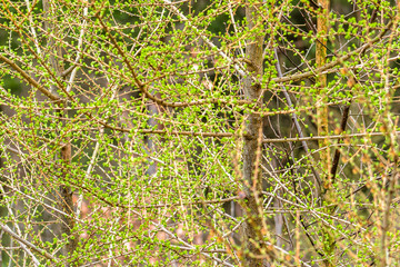 Spring tree, larch with needles, fresh green buds on coniferous branch